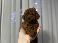 Toy poodle cinsi güzellikler