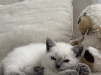 British shorthair kedisi