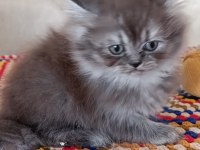 Mama Ve Kum Eğitimleri Tamam Kediler