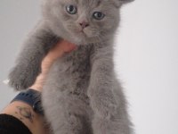 british shorthair