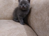 Mama ve kum eğitimi almış british shorthair yavrular