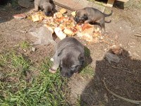 Sokak köpeği 6 tane yavru
