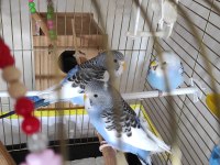 3 Tane Muhabbet Kuşumuz Vardır Sahiplendirme İstiyorum