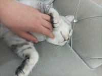 Satılık 10 aylık erkek gri/beyaz british shorthair