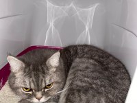 British Shorthair Erkek