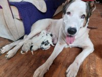 Alabai puppies 1 months old