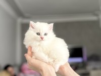 british longhair yavrular