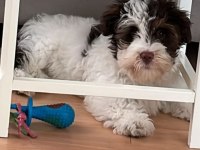 4 aylık Maltese Terrier