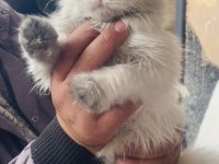 2,5 aylık chinchilla bebeğimize yuva