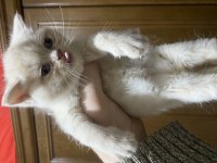 2 aylık british shorthair