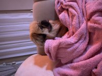 Pekinez ırk erkek köpeğim