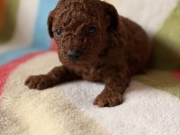 Red Brown Toy Poodle Yavrular