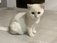 3 aylık british shorthair eşsiz renk