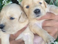 Golden retriever jeliboncuk köpekler