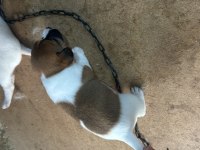 Orjinal jack russell 45 günlük oldular