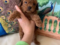 Toy Poodle erkek Kısa kuyruk