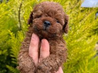 HAYALİNİZDEKİ POODLE EVLADINIZ SADECE BİR TELEFON UZAĞIZ