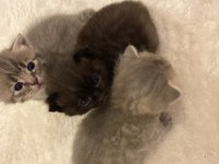 2 aylık 3 adet yavru kedi