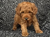 Dişi Poodle Yavru