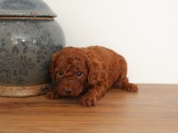 Poodle köpeğimiz yuvaya gitmeye hazırız
