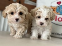 Ruhsatlı çiftlikde ziyarete açık kore maltipoo yavrular