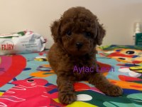 Güçlü Pigment Koyu Renk Kore Kan Toy Poodle
