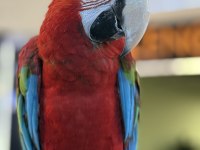 KIRMIZI ARA MACAW YAVRUSU CİTYPETSHOP