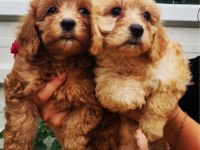 Sağlıklı poodle yavrularımızı sahiplendirme
