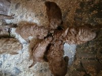 Toy poodle