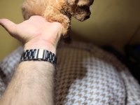 1 aylık erkek poodle yavru yer izmir