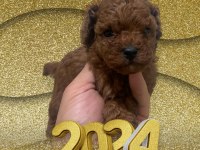 MİNİ BOY TOY POODLE YAVRULAR