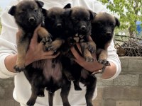 Üst kalite Belçika Malinois yavrular