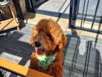 6 aylık erkek poodle