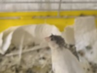 4 aylık tepeli dişi kanarya