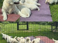 Golden Retriever Kapıda Ödeme Hizmetimiz Vardır