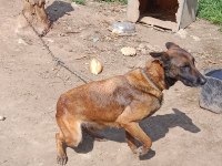 Belçika malinois köpeğimiz 4 yaşında