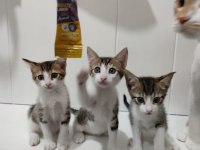 2 AYLIK ANNESİZ YAVRU KEDİLER