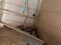 Zebra finch hint bülbülleri klasik ve mutasyon renklerde