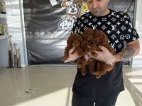 Maltese Yavrular Maltipo Ve Toy Poodle Yavrular Ankara
