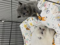 Saf kan scottish fold ve blue point yavrular