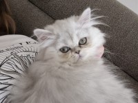Dünyalar Güzeli Safkan Yavru British Longhair Ns11