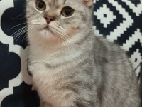 British shorthair safkan 7 aylık