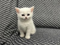 2 aylık british shorthair