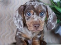 ÜST KALİTE DACHSHUND BEBEKLERİMİZ GARANTİLİ