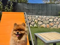 3 Yaşında Pomeranian Sahiplendirme