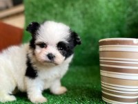 Ufak boy morkie erkek yavrumuz