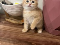 Yeni Yuvasını Aramakta Minnik British Shorthair