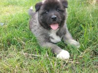 Amerikan akita özel yavrular