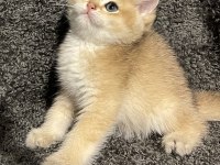 Anne Baba Şecereli Safkan Golden British Shorthair Erkek