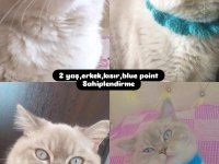 British shorthair oğlumuza yuva